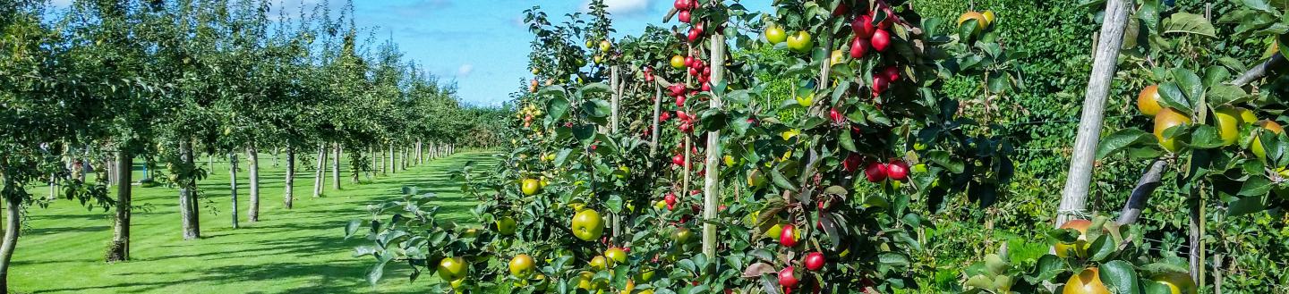 Cultures fruitières