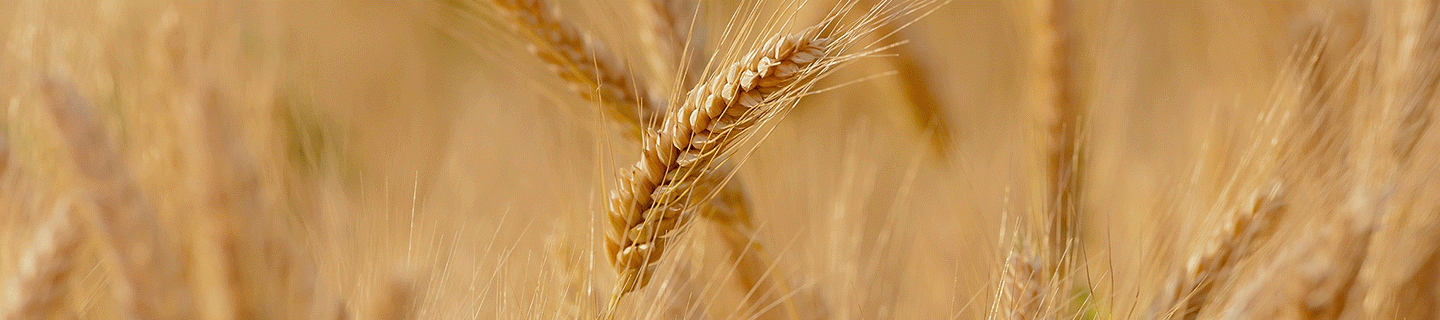 Producten