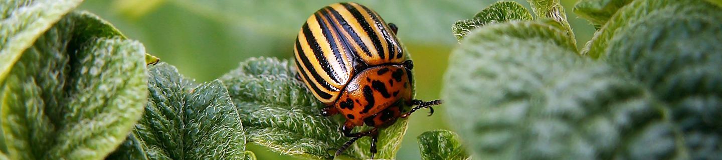 Insecticiden