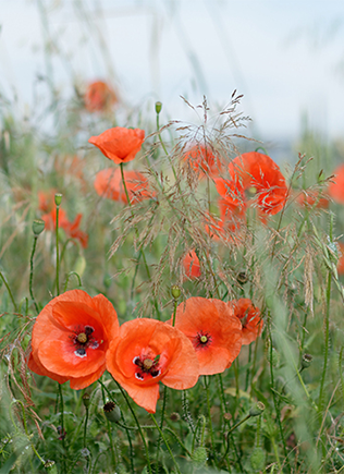 Poppies