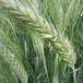 triticale