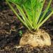 sugar beet