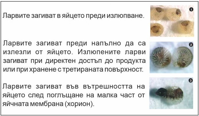 Алтакор ларви