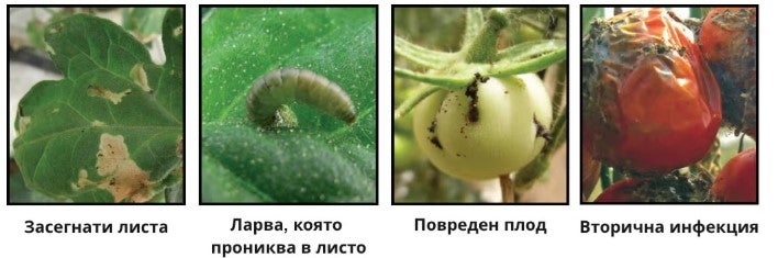 Алтакор повреди