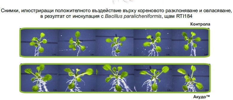 Акудо коренчета