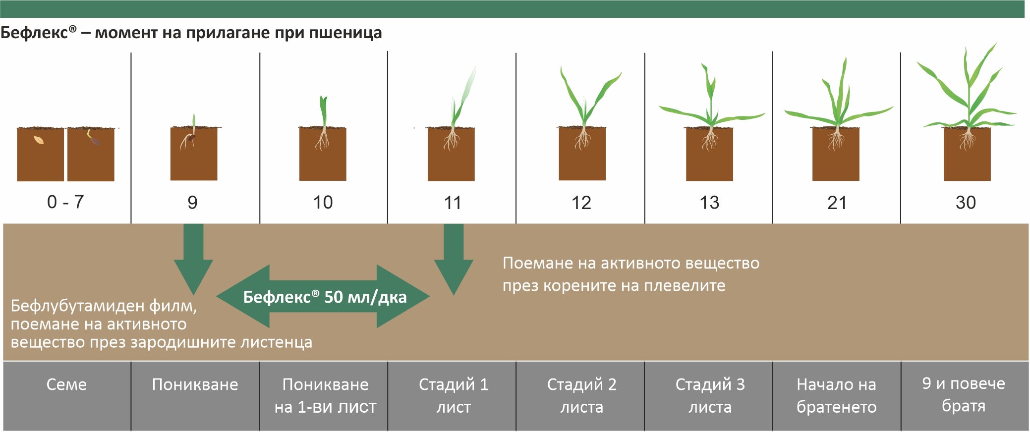 Бефлекс приложение