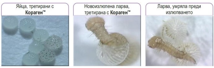Кораген ларви