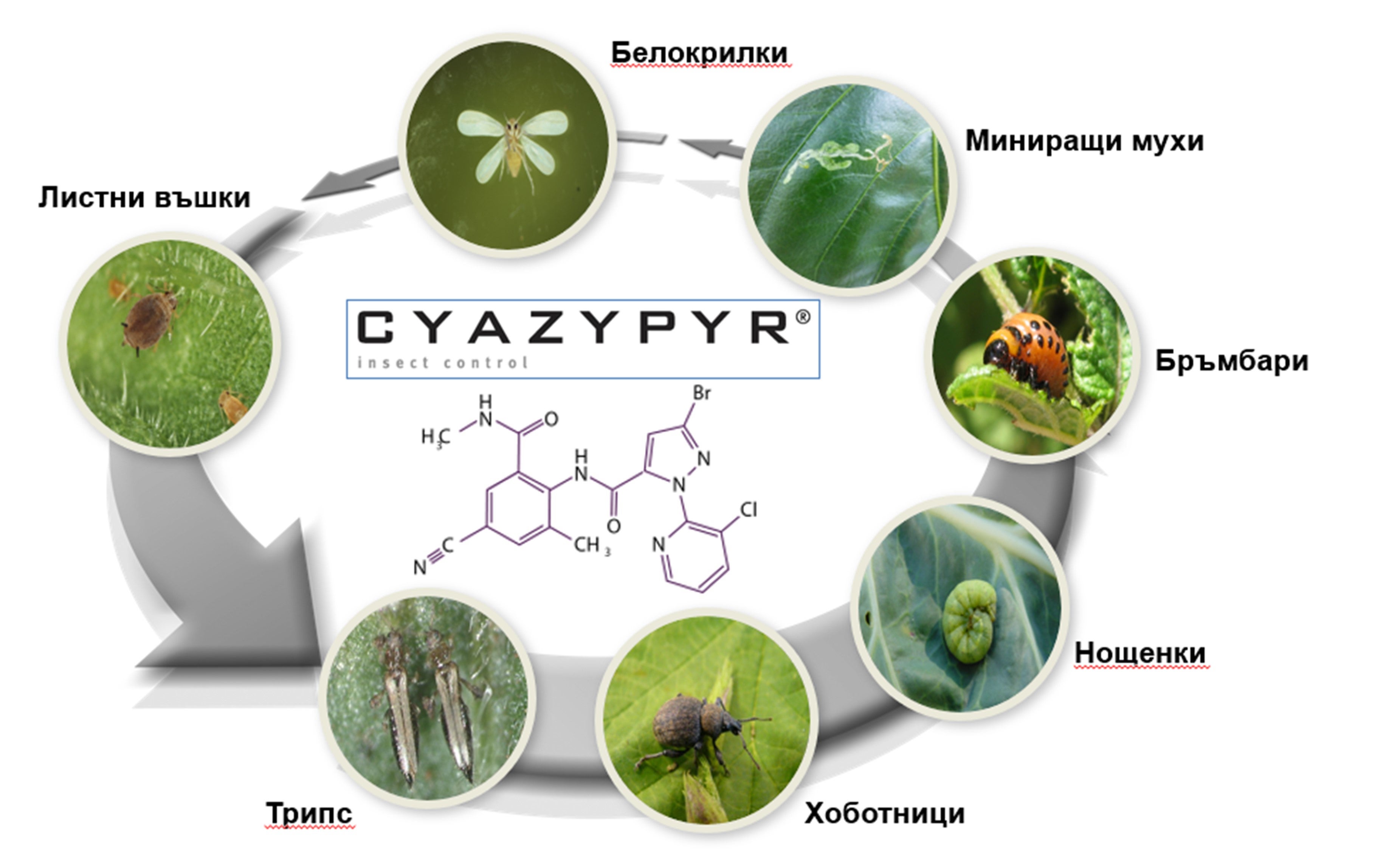 Кръг Веримарк