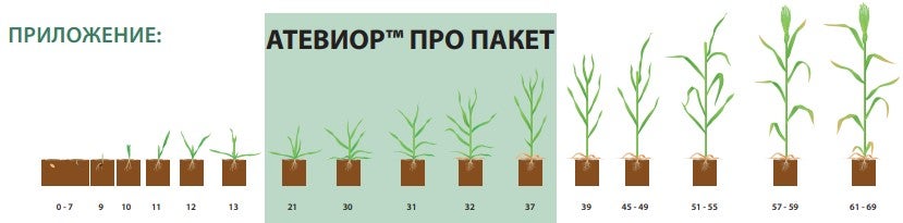 Приложение_Атевиор Про