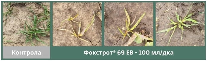 Фокстрот плевели