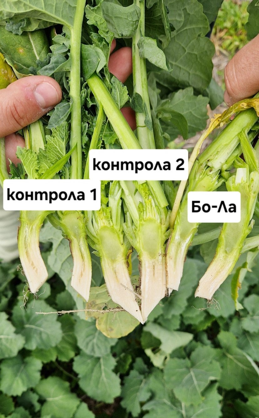 bo-ла