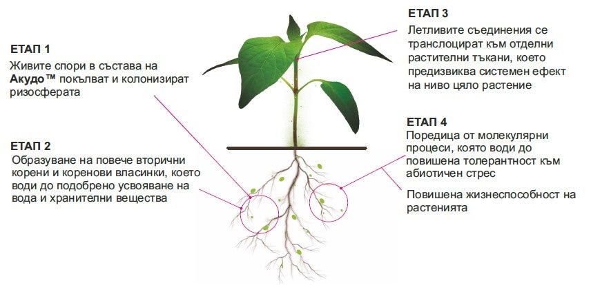 Акудо