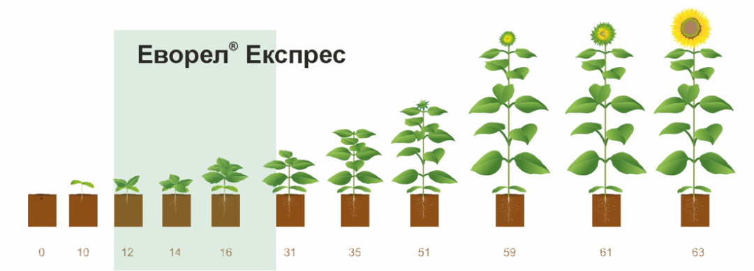 Еворел схема