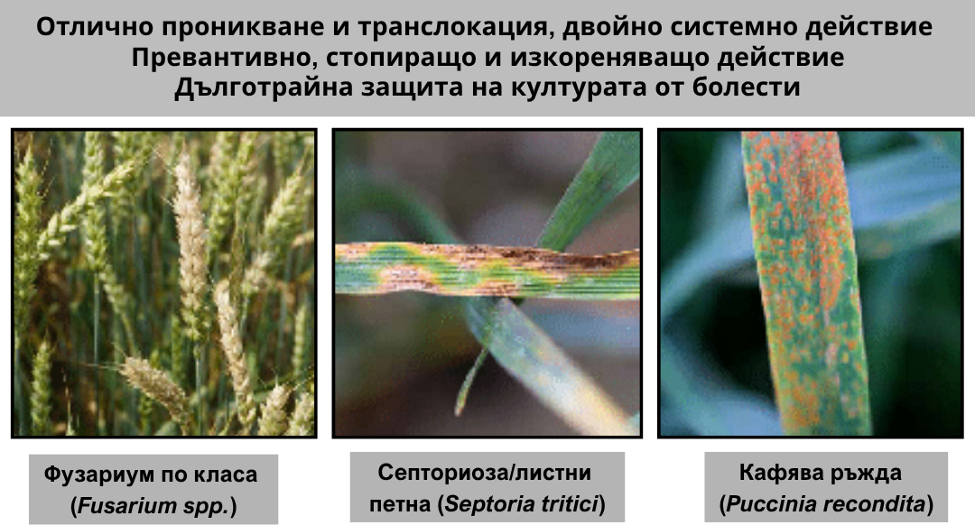 Магнело болести