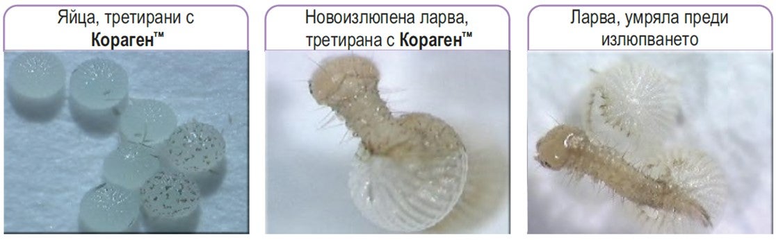 Coragen larvae control
