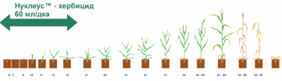 Нукелус - приложение. Продука се прилага след сеитба преди поникване в доза 60 мл на декар. 