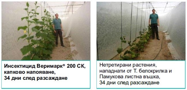 Verimark greenhouse