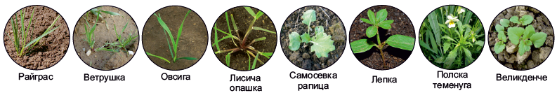 Плевели бефлекс делта