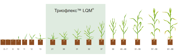 Trioflex_PreporukiZaPrilojenie