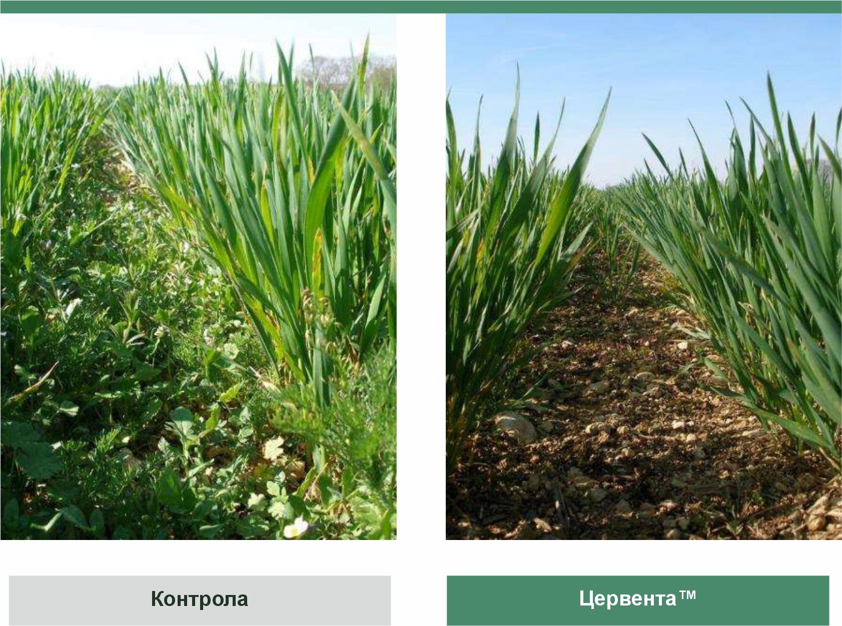 Цервента опит