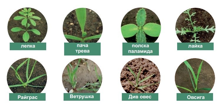 Плевели Атевиор