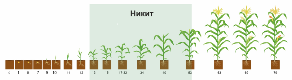 Никит схема