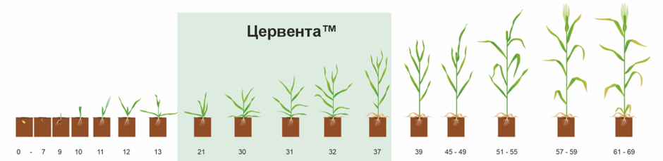 Цервента приложение