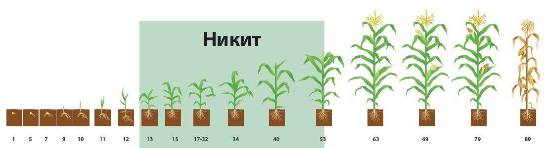 Nikit application