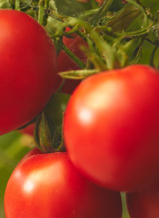 Инсектициди