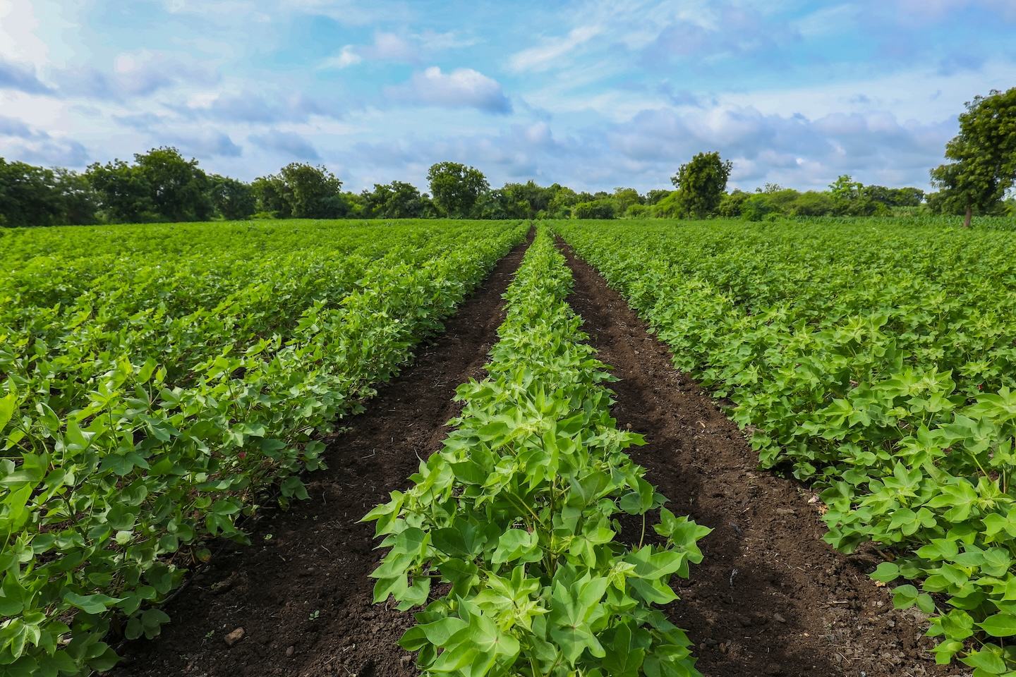 Technical Library Media item