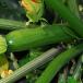 Courgette (zucchini)