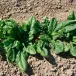 Spinach (Greenhouse)