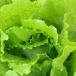 Lettuce