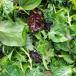 Salad greens
