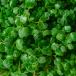 Microgreens