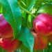Nectarine