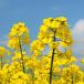 Oilseed crops