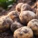 Potatoes