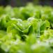 Salad greens (Greenhouse)