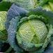 Cabbage crops