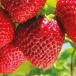 Strawberry card