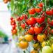 Bulb vegetable crops