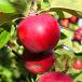 apples