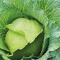 Cabbage