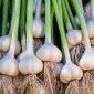 Лукови зеленчукови култури