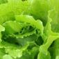 Салатни растения, листни зеленчуци