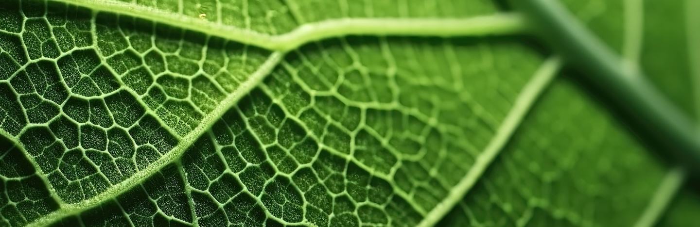 Листни торове и биостимулатори