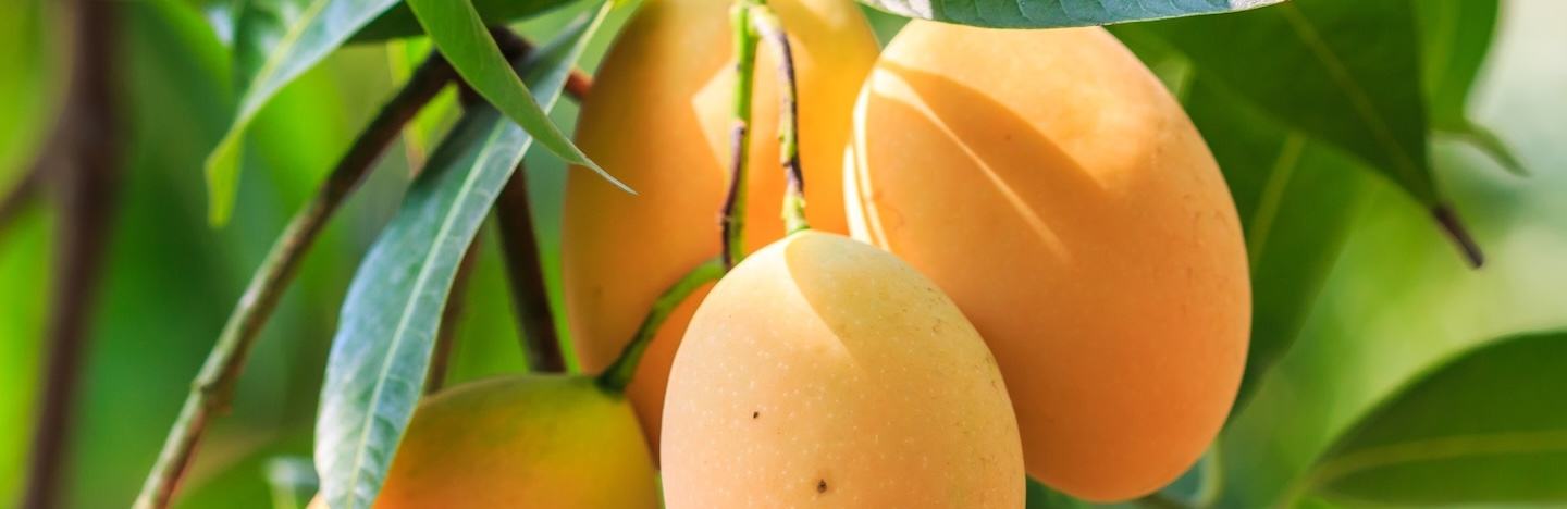 Костилкови овощни видове