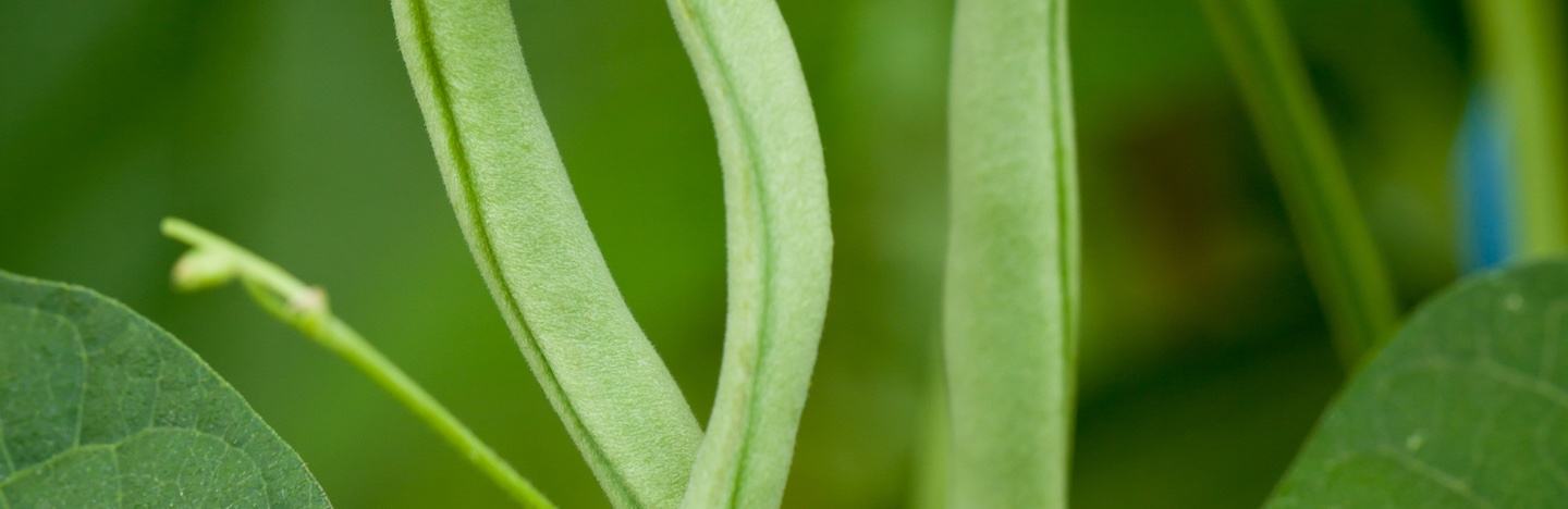 Бобови култури