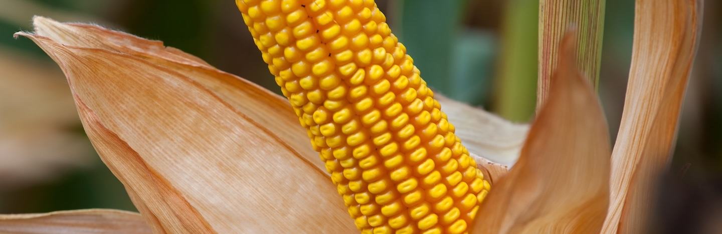 Зърнено-житни култури